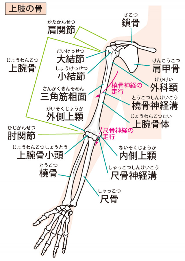 テニス肘の原因は?