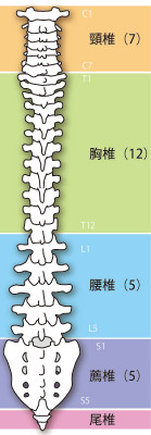 側湾症へのアプローチは?
